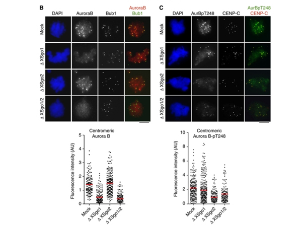Immunofluorescence using Aurora B pT232